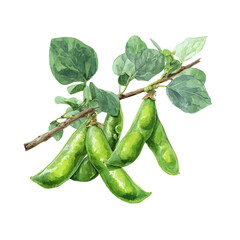 Broad Bean Pod Set On Branch, watercolor illustration vector, isolated on a white background.