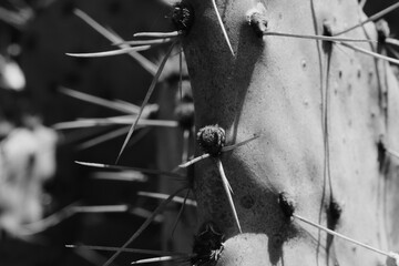 Closeup view of prickly pear cactus in black and white, showing detail of opuntia plant.