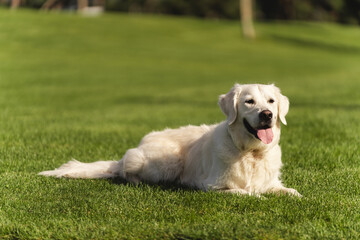 Portrait of a happy, white Golden Retriever dog lying relaxed on a lush green lawn on a sunny day