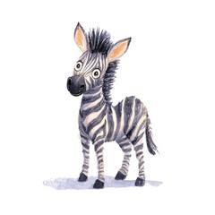 watercolor of Zebra Foal, vector, isolated on a white background.