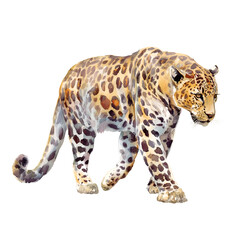 Watercolor rendering of a strong and stealthy leopard walking with elegance and confidence in its natural habitat