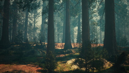 Naklejka premium Sunlight streams through tall trees in a serene forest. Moss and rocks are scattered on the forest floor, creating a peaceful, natural atmosphere.