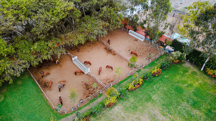 Drone photography of brown horses resting in a stable.
