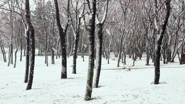 Beautiful snowy park view during calm winter snowfall symbolizing peaceful atmosphere solitude and cold weather scene perfect for background seasonal card or nature design project.