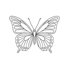 butterfly on white background