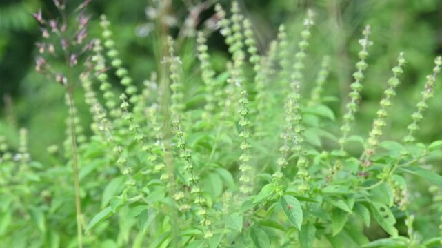 Ocimum americanum plant. Its common names &nbsp;American basil,&nbsp;lime basil and &nbsp;hoary basil. This &nbsp;is a species of annual herb in the family&nbsp;Lamiaceae.
