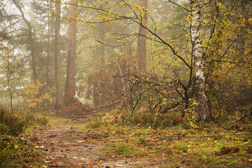 leśna ścieżka,las,mgła  © Marcin Łazarczyk