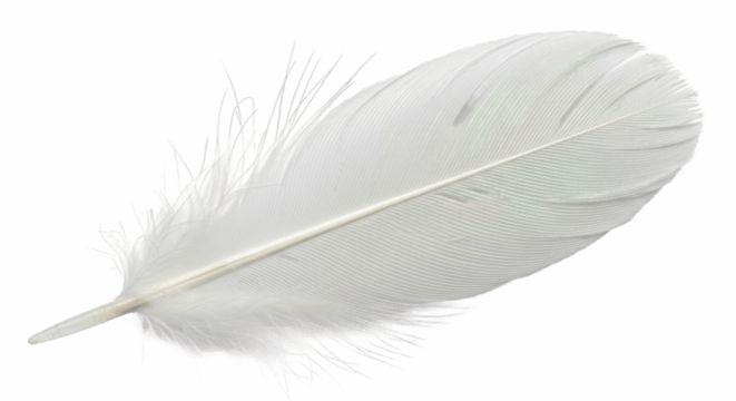 Delicate Pure White Feather - Natural Lightweight Element Perfect for Crafts, Decoration, Wellness Symbolism, and Artistic Projects with Soft Texture and Ethereal Beauty for Creative Applications

