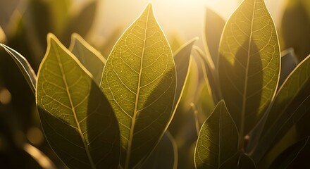 Obraz premium Close Up Green Leaves Sunlit Natural Background