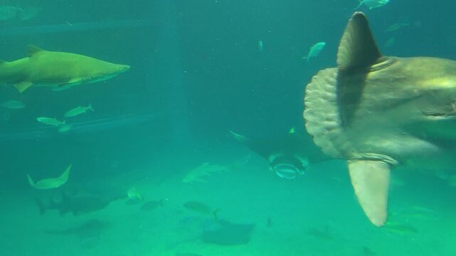 Majestic ocean sunfish, giant mola, on an underwater swim in vast aquarium. See serene marine life as unique fish glides through deep blue water