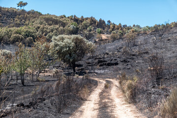 Caminho de terra batida ladeado pelas cinzas deixando um rastro devastador de um incêndio florestal que transformou a paisagem em um retrato negro