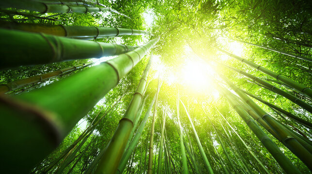 clacking. Bamboo stalks swaying and clacking in forest breeze with filtered daylight and motion blur. gardening catalogs, home-decor guides, designed for home decor and floral branding.
