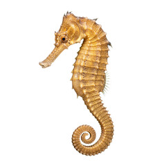 seahorse isolated on transparent background