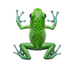 Fototapeta premium Vibrant green poison dart frog isolated on transparent background isolated on transparent background