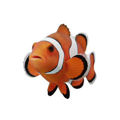 clown fish isolated on transparent background