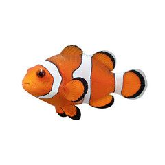 clown fish isolated on transparent background