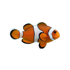clown fish isolated on transparent background