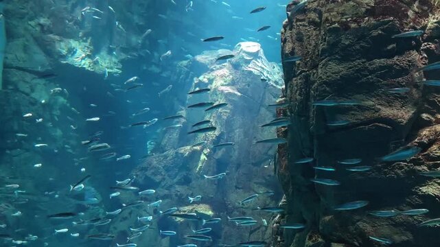 Serene underwater scene of marine life, featuring large school of fish swimming through deep blue water and past stunning rock formation, creating peaceful view