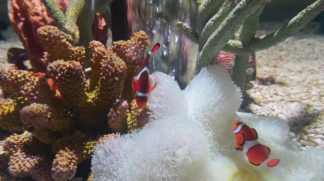 Vibrant orange clownfish pair find peaceful home in their white sea anemone on colorful coral reef. Beautiful underwater scene of tropical marine life with fish swimming in clear aquarium
