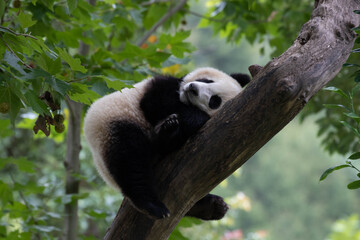 Fluffy Panda Playing on the tree