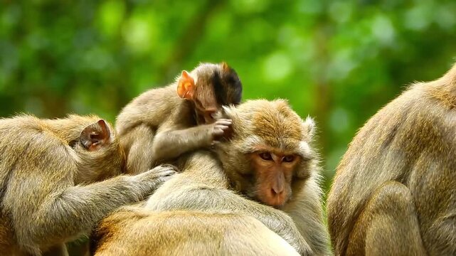 Monkey family grooming and resting together in a natural outdoor environment setting today