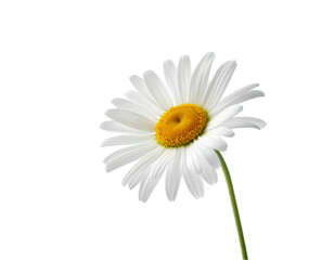 daisies flower flying on white background