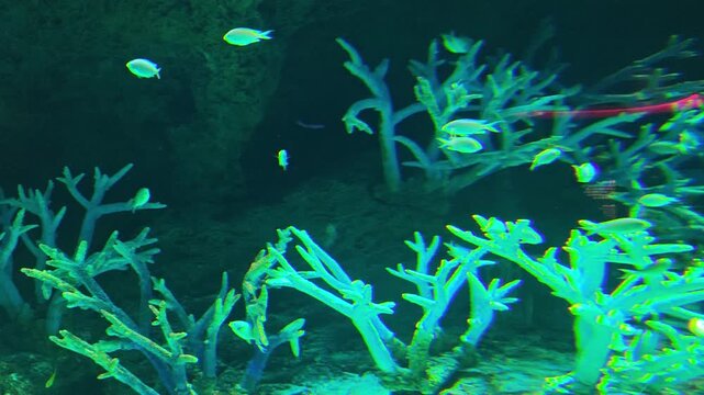 Mysterious underwater scene of glowing green coral. tranquil school of fish swims in dark water, creating serene view of bioluminescent marine life and vibrant nature