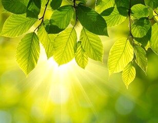 Bright sunlight bursts through a canopy of fresh, green leaves