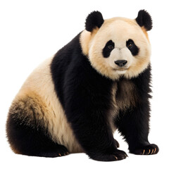 Giant Panda Bear Sitting Looking Forward Isolated on Transparent Background PNG