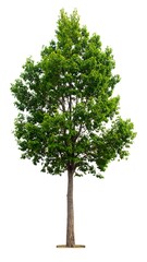 Isolated green tree against white