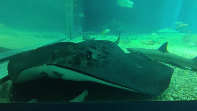 Majestic large dark stingray resting on sandy bottom in green underwater aquarium tank. calm scene showing marine life, with small shark swimming peacefully by