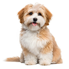 Cute Small Yorkshire Terrier Dog Sitting Portrait Isolated on Transparent Background PNG