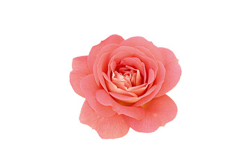 Single rose flower in pastel pink, isolated, png format.