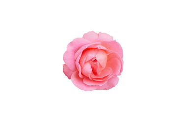 Single rose flower in pastel pink, isolated, png format