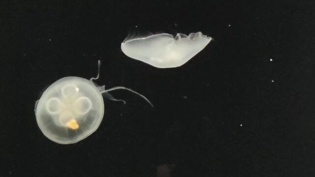 Serene translucent jellyfish glowing gracefully in dark underwater ocean. This delicate marine animal showcases mysterious and beautiful aquatic life of deep sea