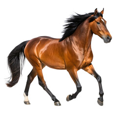 Beautiful Bay Horse Trotting Posing Isolated on Transparent Background PNG