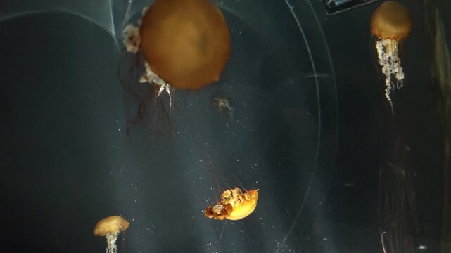 Graceful orange jellyfish, glowing medusa animal, floats in deep ocean sea water. Serene nature and tranquil wildlife in an aquarium, beautiful view of aquatic marine life