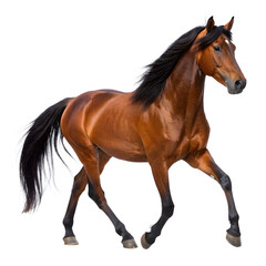Beautiful Bay Horse Trotting Posing Isolated on Transparent Background PNG