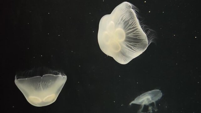 Serene and tranquil glowing jellyfish swimming through dark deep ocean water, magical and peaceful underwater view of ethereal aquatic marine animal life floating with grace