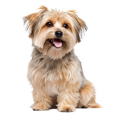 Cute Small Yorkshire Terrier Dog Sitting Portrait Isolated on Transparent Background PNG