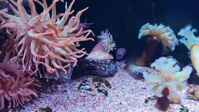 Mesmerizing underwater marine life on colorful coral reef. Discover serene beauty of pink sea anemone, its delicate tentacle flowing across sandy seabed