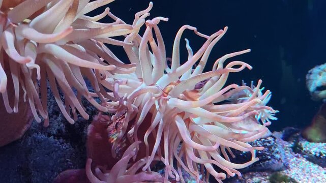 Serene close up of graceful pink sea anemone, each delicate tentacle flowing in blue marine aquarium. mesmerizing underwater invertebrate thriving on coral reef