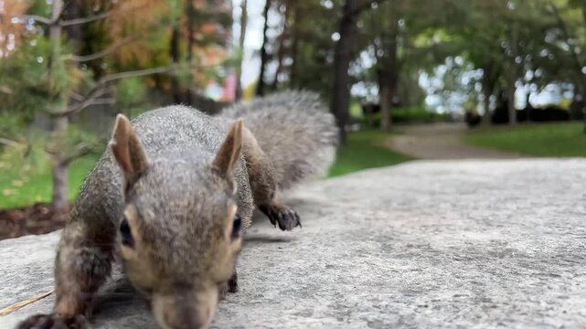 Squirrel wanders along a stone path in a park, showing its playful nature amidst colorful autumn leaves and trees.