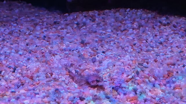 Camouflaged goby fish hiding on aquarium bottom. Serene underwater scene with vibrant purple, blue, and pink sand and gravel texture for natural background