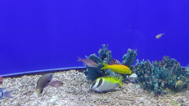 Beautiful unicornfish and colorful tropical fish swim in peaceful blue aquarium. Serene marine life in tranquil underwater scene with sandy bottom and aquatic coral