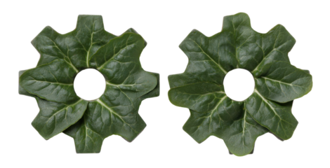 Two green leaves shaped like gears, featuring distinct serrated edges and central holes, showcasing a unique botanical form.