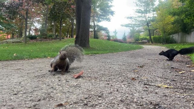 Two squirrels explore a park path in autumn, looking for food among fallen leaves and pebbles.