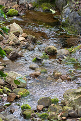 Fresh water stream in a mountain river
