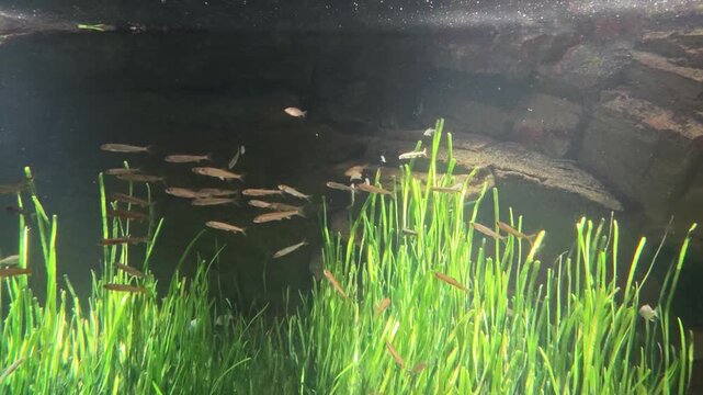 Calm nature moment captured underwater, showcasing serene school of small fish swimming peacefully through dark water above lush bed of vibrant green aquatic plant