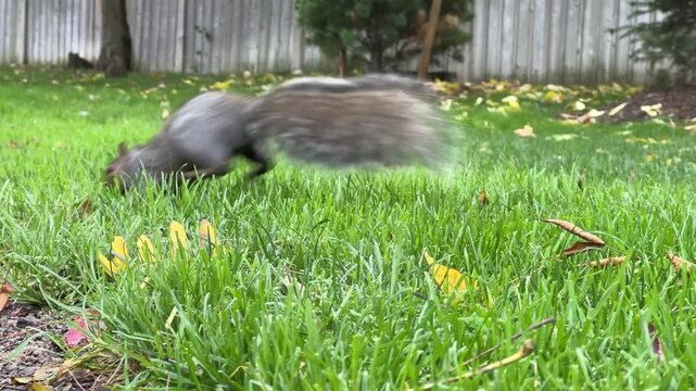 Enjoy watching playful animals explore their surroundings in a vibrant park setting filled with greenery and trails.